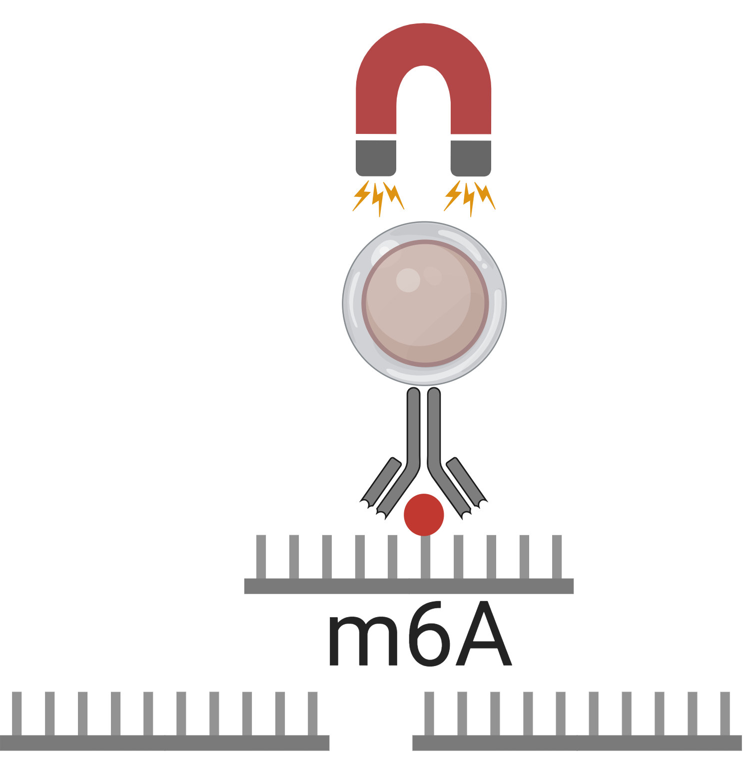 Norgene Biotech announces launch of two new products for RNA m6A detection 